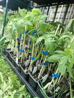 Middentomaat Pyros F1 tomatenplanten, Tuin en Terras, Halfschaduw, Lente, Ophalen, Groenteplanten