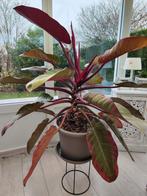 Philodendron Red Congo, Huis en Inrichting, Kamerplanten, Ophalen