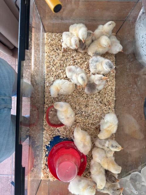 Broedeieren en kuikens Brahma zalm groot, Dieren en Toebehoren, Pluimvee, Kip, Geslacht onbekend