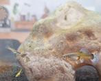 Guppen guppy's, Dieren en Toebehoren