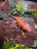 Jonge Baardagaam – Hypo morph red