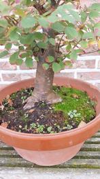 Bonsai Zelkova, Ophalen