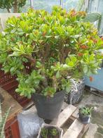 planten, Volle zon, Vaste plant, Winter, Ophalen