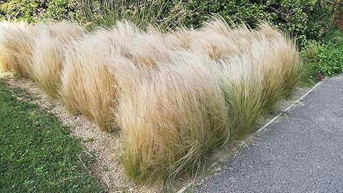 Engelenhaar, Tuin en Terras, Planten | Tuinplanten, Ophalen