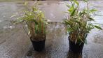 Laagblijvende bamboe 60cm, Jardin & Terrasse, Plantes | Arbustes & Haies, Moins de 100 cm, Enlèvement, Bambou
