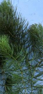 Zuurstofplanten, Tuin en Terras, Ophalen