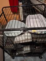 Cage chinchilla, Animaux & Accessoires, Enlèvement