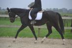 Super brave lieve merrie, Dieren en Toebehoren, Paarden, Merrie, B, 3 tot 6 jaar, 160 tot 165 cm