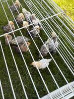 Ukkelse baardkriel kuikens, Dieren en Toebehoren, Pluimvee