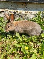 Jonge vleeskonijnen, Dieren en Toebehoren, Konijnen, Meerdere dieren, Middelgroot, 0 tot 2 jaar