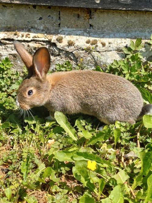 Jonge vleeskonijnen, Dieren en Toebehoren, Konijnen, Middelgroot, Meerdere dieren, 0 tot 2 jaar