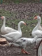 Ganzen   25 euro per stuk, Dieren en Toebehoren, Pluimvee