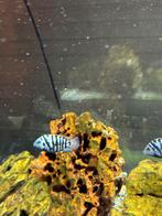 Zebra en cycliden vissen te koop 4 euro, Dieren en Toebehoren, Vissen | Aquariumvissen