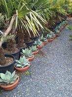 Agave ovatifolia, Ophalen of Verzenden