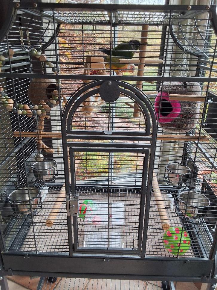 Vogelskooi met vogels, Animaux & Accessoires, Oiseaux | Cages & Volières, Comme neuf, Cage à oiseaux, Métal, Enlèvement ou Envoi