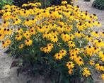 Zaden van Rudbeckia Goldsturm  oogst 2025, Ophalen of Verzenden, Gehele jaar, Zaad