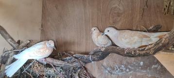 3 Tortel duiven te koop  € 10 per stuk, Tourterelle