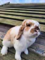 Prachtige nederlandse dwerg hangoor, Dieren en Toebehoren