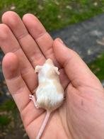 Handtamme kleurmuize, Domestique, Novembre, Plusieurs animaux, Souris