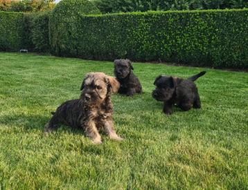 dwerg schnauzer pups beschikbaar voor biedingen