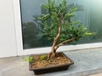 Bonsai taxus baccata, Tuin en Terras, Bloeit niet, Halfschaduw, Overige soorten, Minder dan 100 cm