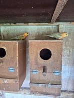 Roodrugparkieten, Dieren en Toebehoren, Vogels | Parkieten en Papegaaien, Mannelijk, Parkiet, Geringd