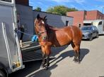 Toffe allrounder ruin, Dieren en Toebehoren, Paarden, Gechipt, Minder dan 160 cm, Ruin, 11 jaar of ouder