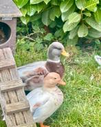 Hollandse kwakers, Dieren en Toebehoren, Pluimvee, Meerdere dieren, Eend