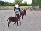 Mini ezel hengstjes, Dieren en Toebehoren, Pony's, Hengst, Ontwormd