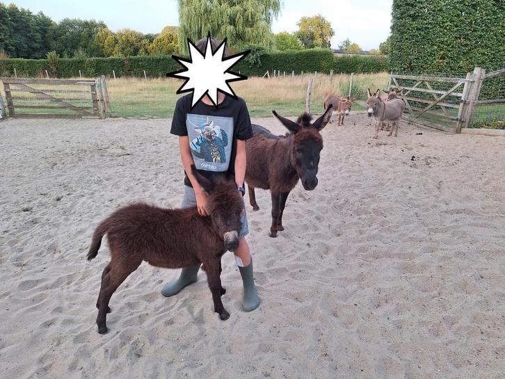 Mini ezel hengstjes, Dieren en Toebehoren, Pony's, Hengst, Met stamboom, Ontwormd