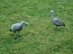Hoendergans, Dieren en Toebehoren, Pluimvee