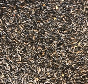 Negerzaad 1kg - Enkelvoudige zaden - Winkel en Webshop  beschikbaar voor biedingen