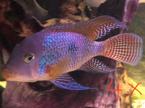 14 Amerikaanse Cichliden en 5 barbeel torpedo’s, Dieren en Toebehoren, Vissen | Aquariumvissen, Zoetwatervis, Vis