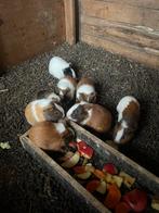 Cavia, Dieren en Toebehoren, Knaagdieren, Cavia, Mannelijk, Tam, September