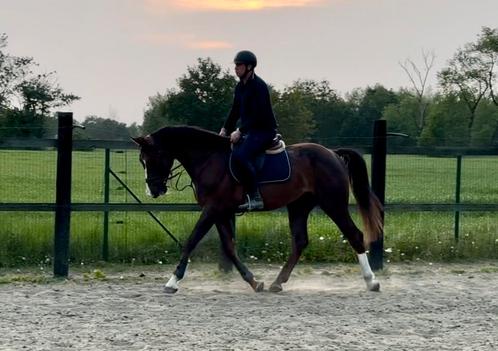 4jarige bwp ruin Halifax x Wandor, Dieren en Toebehoren, Paarden, Ruin, Zadelmak, 170 tot 175 cm, 3 tot 6 jaar, Springpaard, Met stamboom