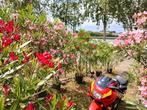 Diverse oleander planten, Tuin en Terras, Planten | Tuinplanten, Ophalen