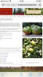 Gezocht : appels Jacques Lebel, Tuin en Terras, Appelboom, Ophalen