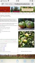 Gezocht : appels Jacques Lebel, Jardin & Terrasse, Plantes | Arbres fruitiers, Pommier, Enlèvement