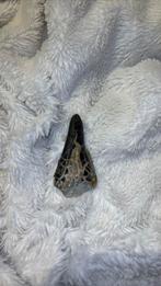 Fossil(shark-jurresic dinosaur) teeth, Ophalen, Fossiel