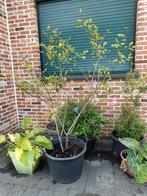 Amelanchier Lamarckii meerstammig, Ophalen, Zomer, Halfschaduw