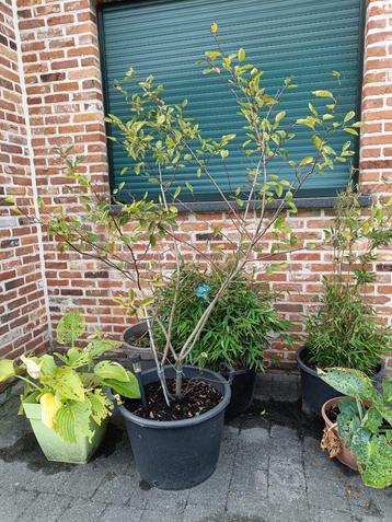 Amelanchier Lamarckii meerstammig beschikbaar voor biedingen