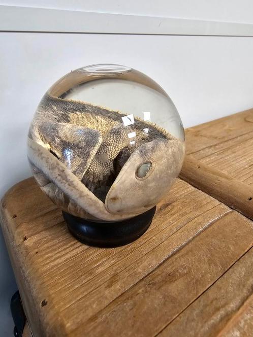 Wimpergekko op sterkwater, Verzamelen, Dierenverzamelingen, Zo goed als nieuw, Ophalen of Verzenden
