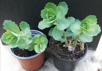 Echange ou vend sédum à floraison rose, Enlèvement, Été, Plante fixe, Plein soleil