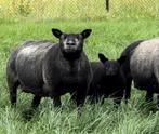 Blauwe Texelaar ooien met lammeren, Meerdere dieren, Schaap