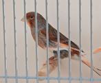 Harlekijn kanaries, Dieren en Toebehoren, Vogels | Kanaries