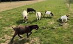 geiten, Meerdere dieren, Geit