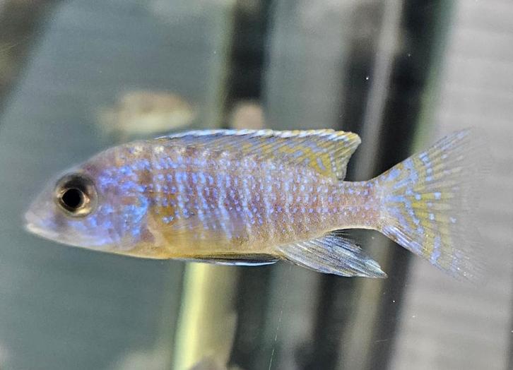 Cichlidés Aulonocara stuartgranti Malawi, Animaux & Accessoires, Poissons | Poissons d'aquarium, Poisson d'eau douce, Poisson