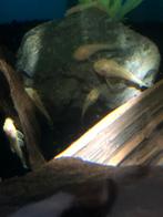 Jonge ancistrus Gold (albino), Dieren en Toebehoren
