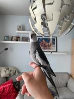 Handtamme Valkparkieten, Meerdere dieren, Tam