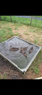 Wilde eenden, Meerdere dieren, Eend
